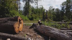 Leaf Removal in Abita Springs, LA